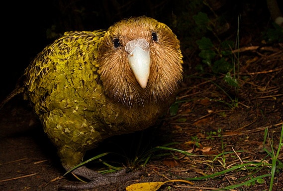 El kakapo, un curioso pájaro de Nueva Zelanda salvado de la extinción
